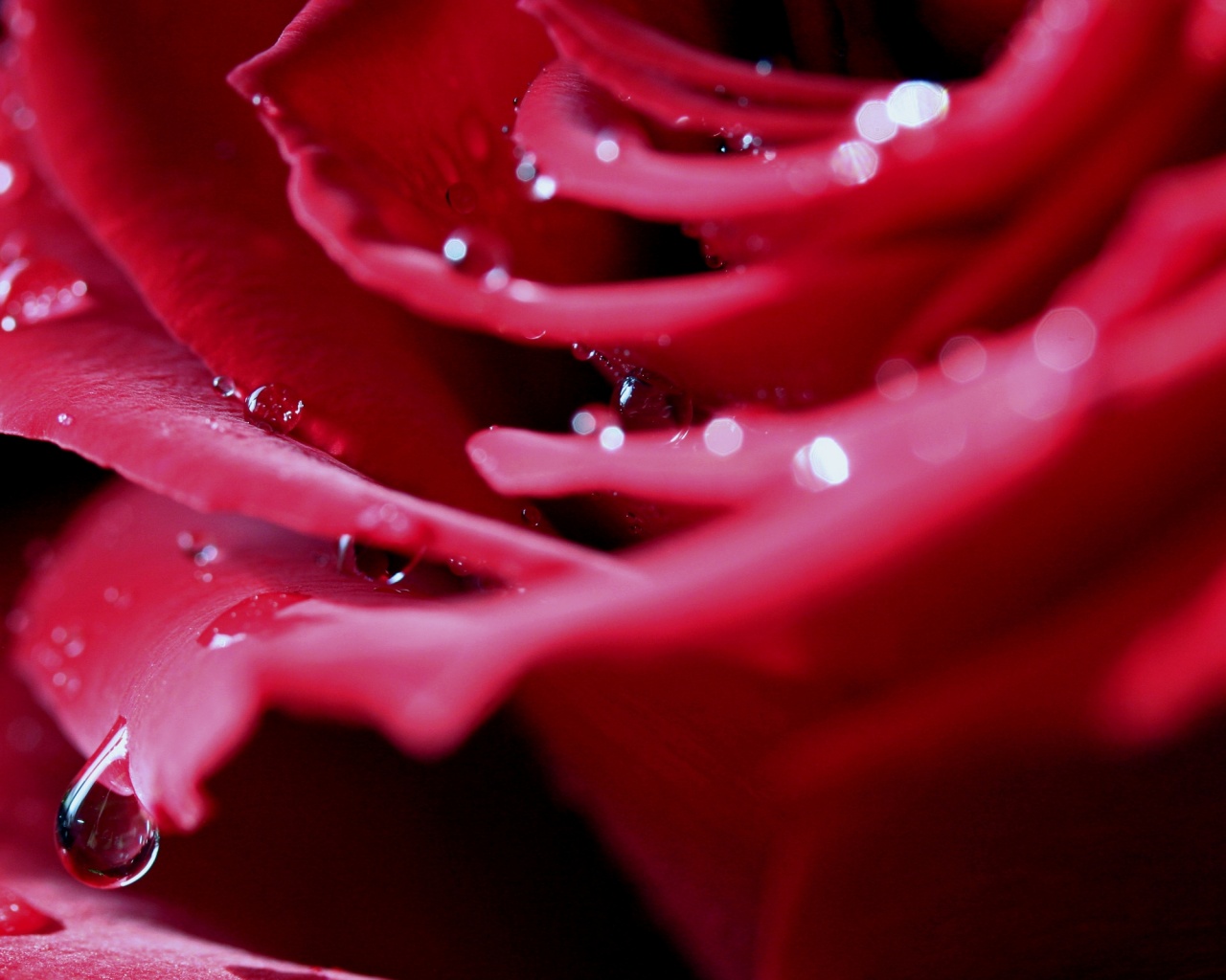 Капли на лепестках розы обои
