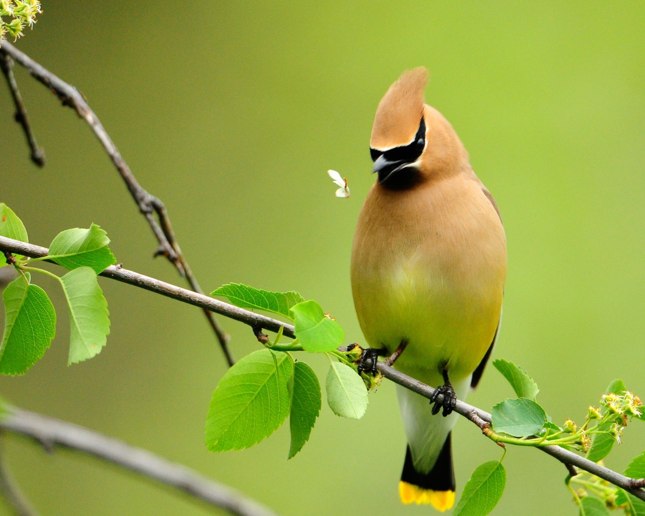 Оранжевая птичка обои