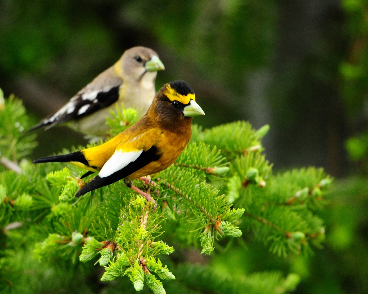 Птички с зелёными клювами обои