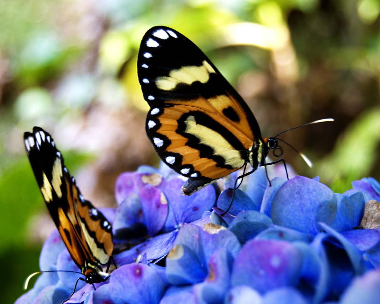 Две бабочки обои