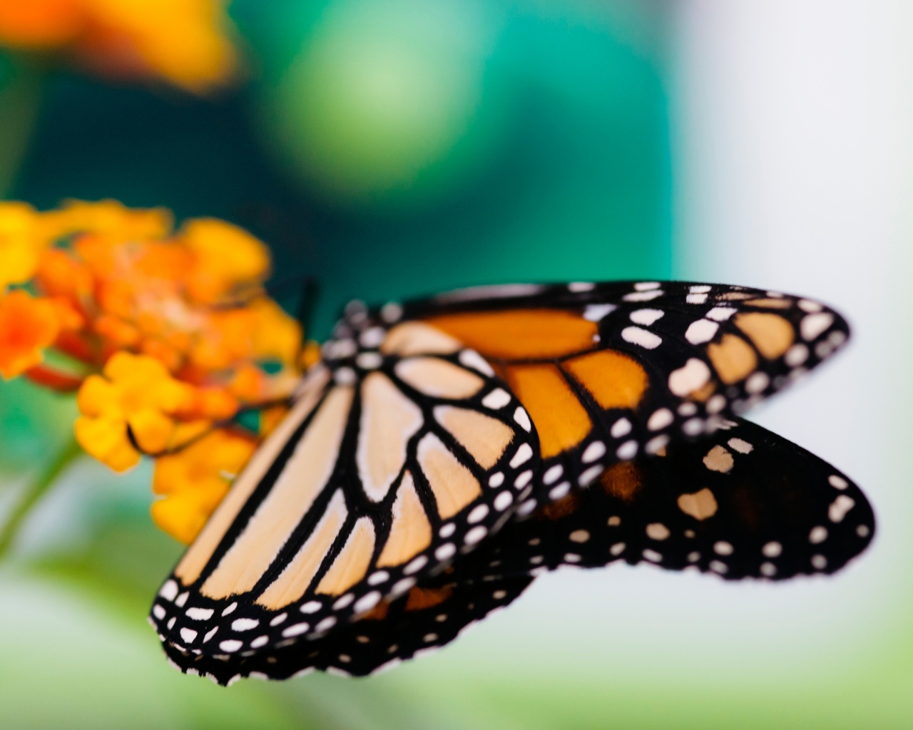 Бабочка на цветке в макро обои