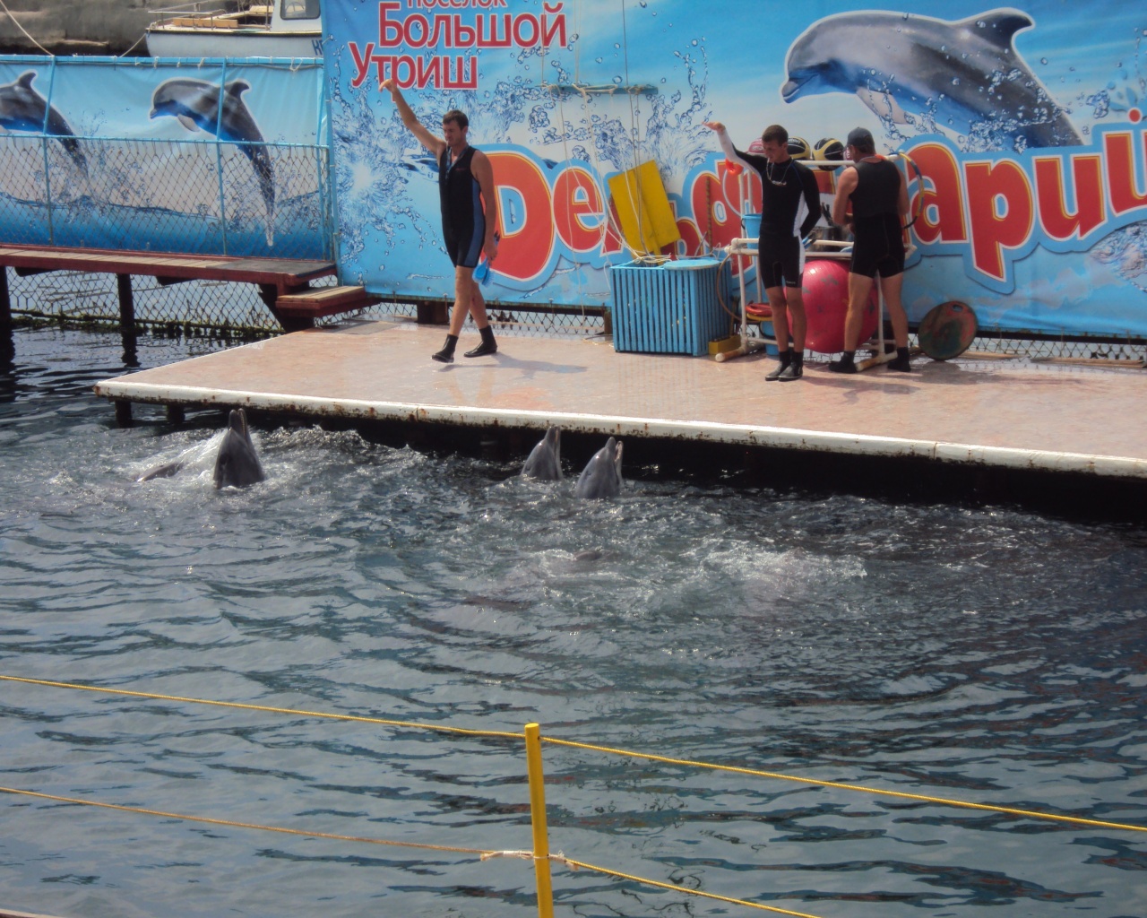 Утро в дельфинарии обои