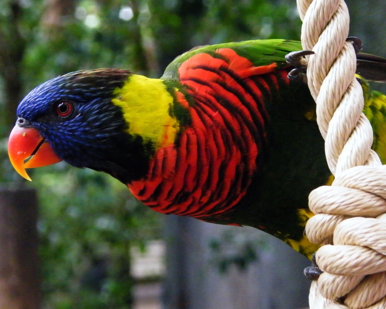 Попугай на канате обои