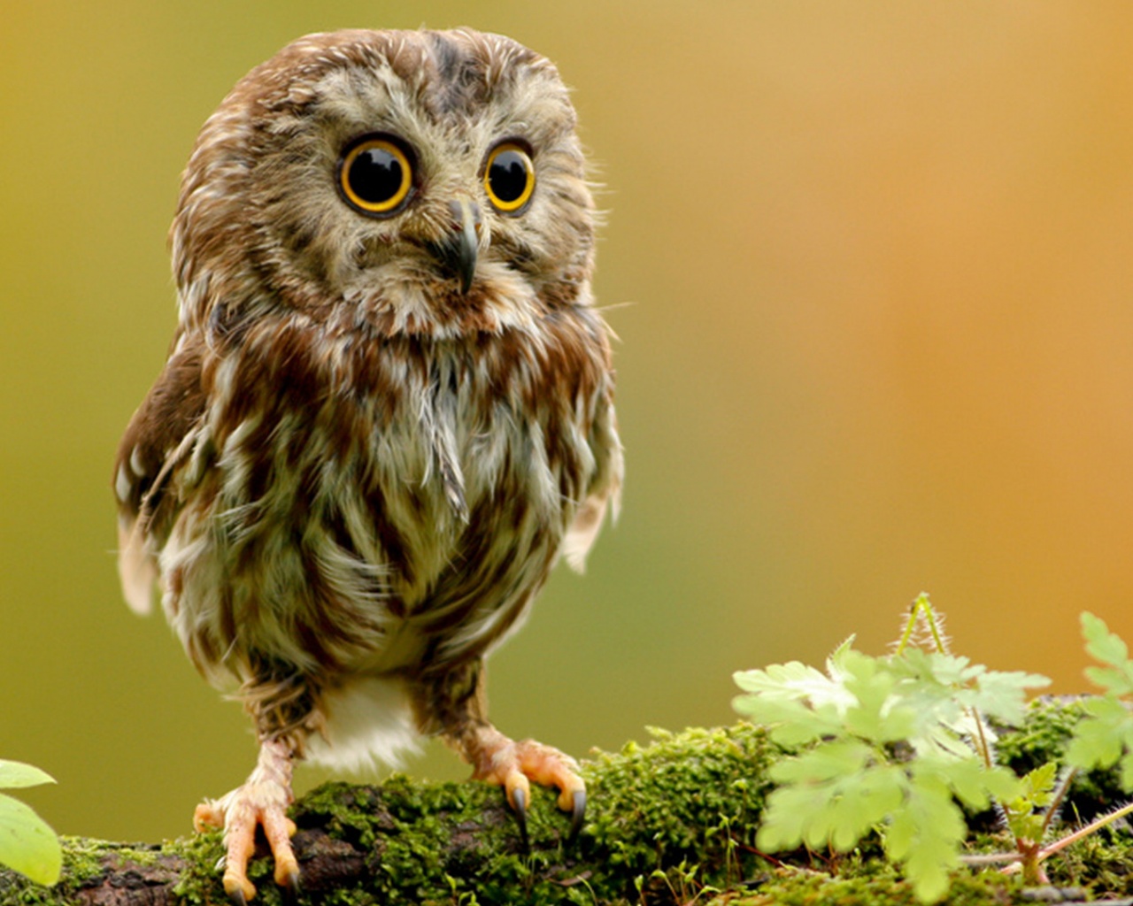Забавный совёнок обои