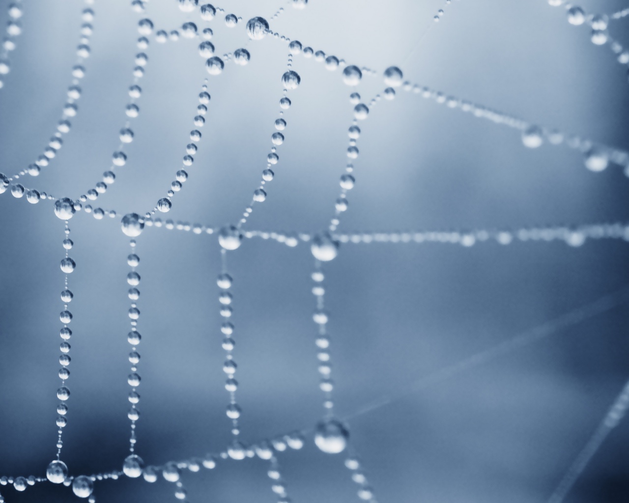 Капли росы на паутине обои