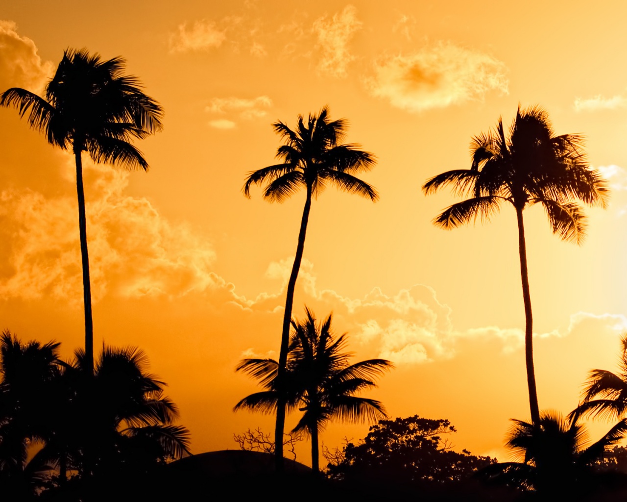 Пальмы на закате обои