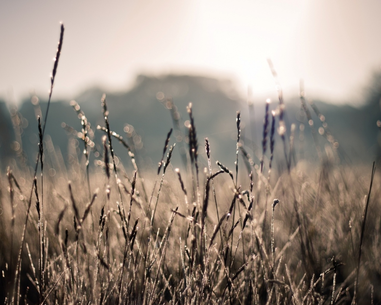 Поле пшеницы обои