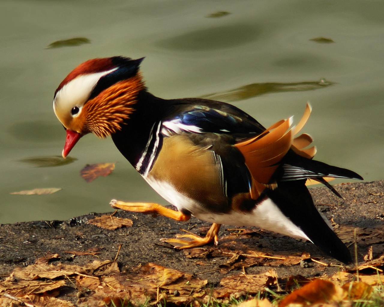 Уточка - мандаринка обои