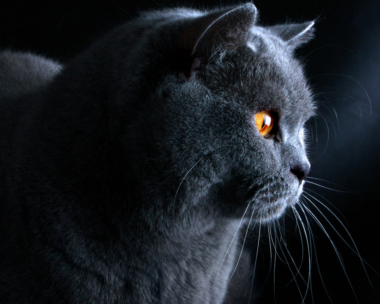 Плюшик  обои