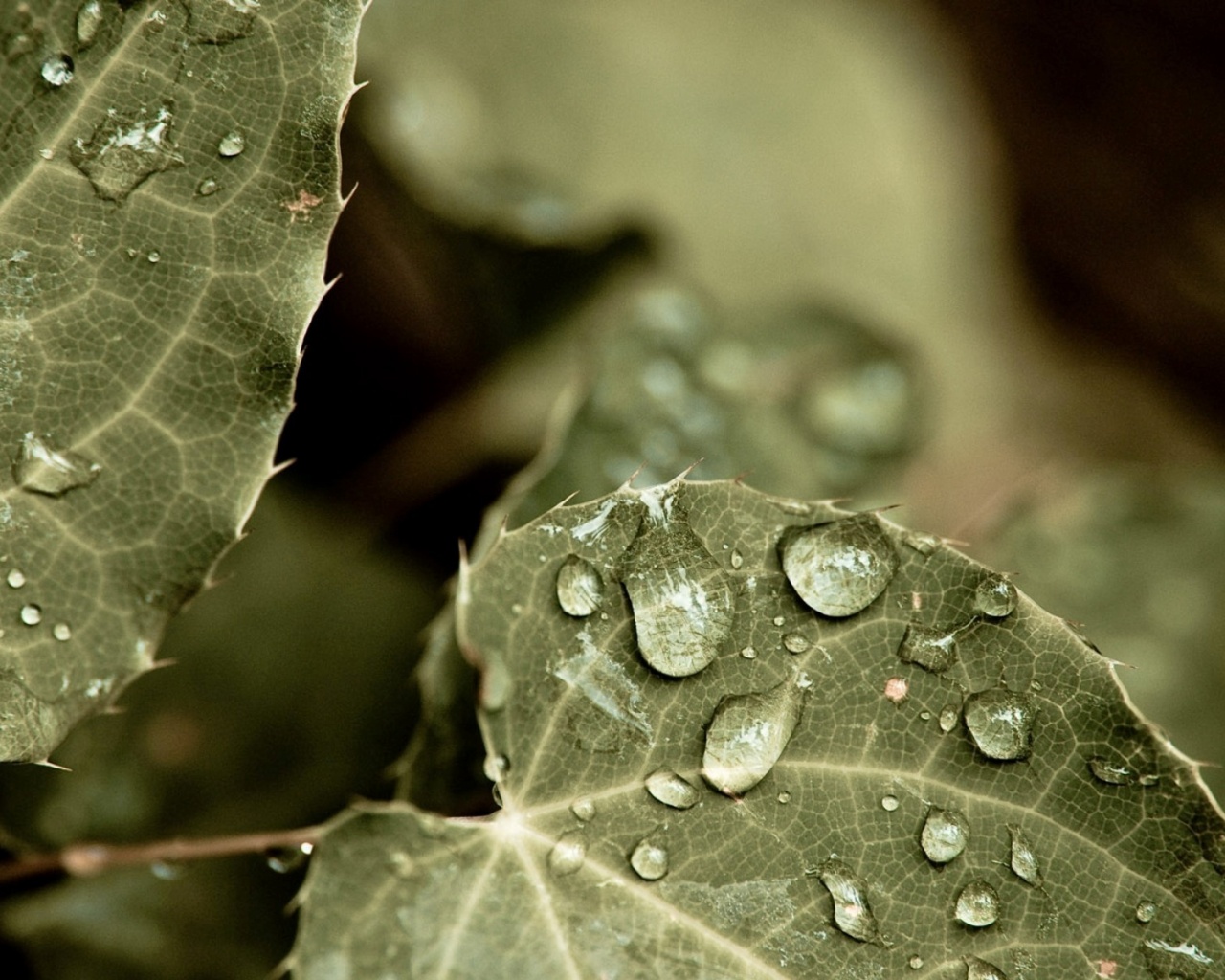 Капельки росы на листьях обои