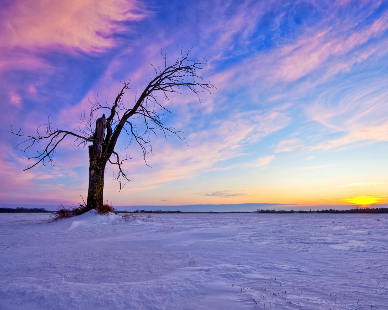 Сломанное дерево в снежной тундре обои