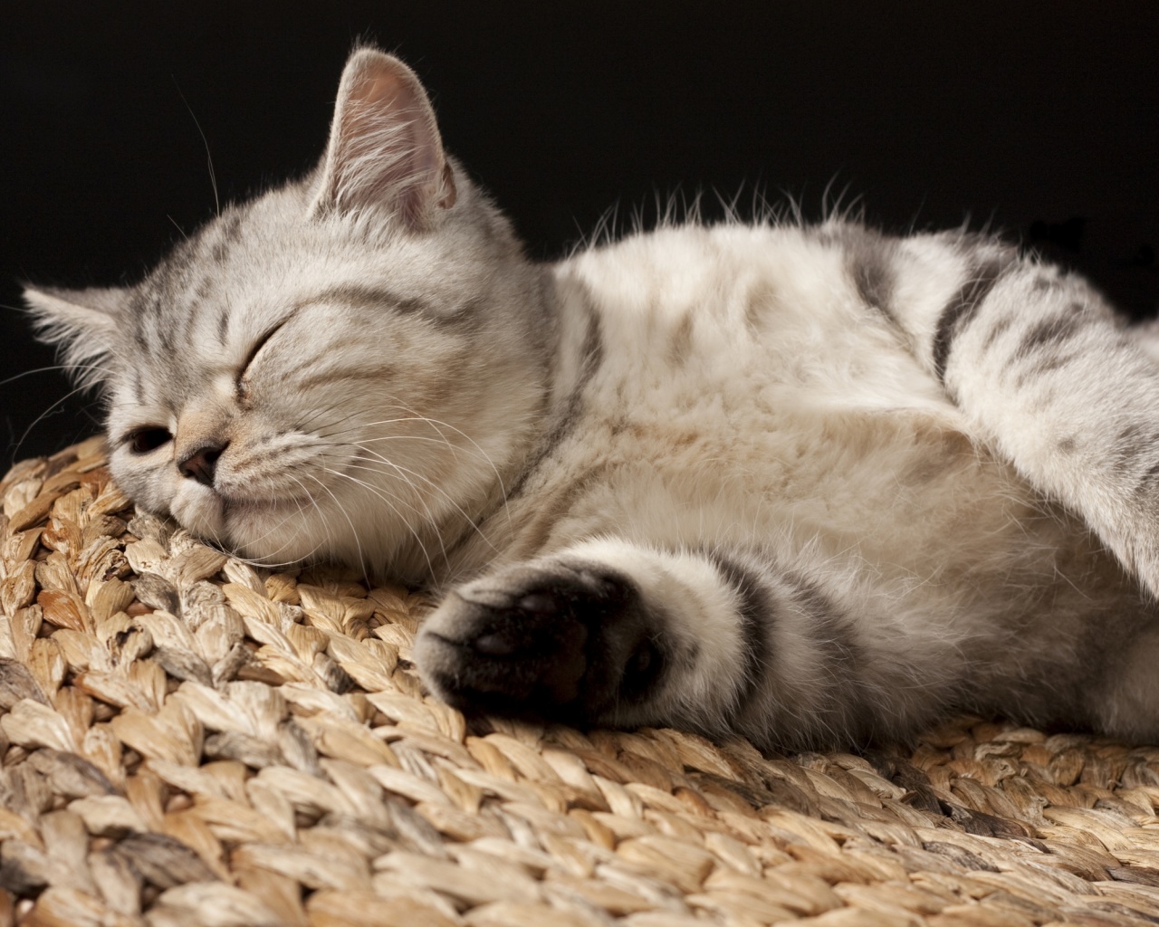 Пушистый кот спит на корзине обои