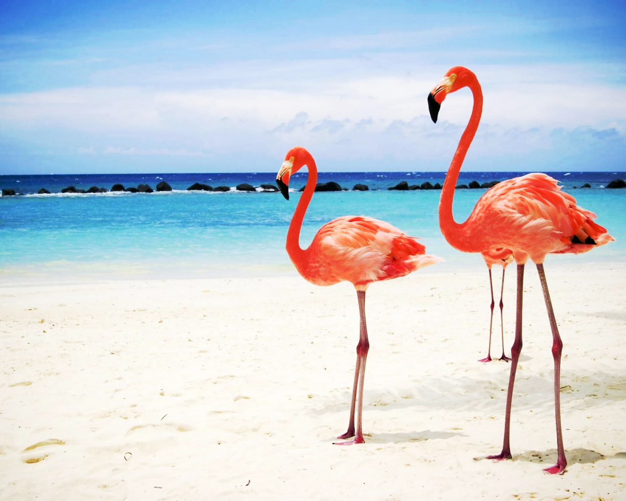 Розовые фламинго на пляже обои