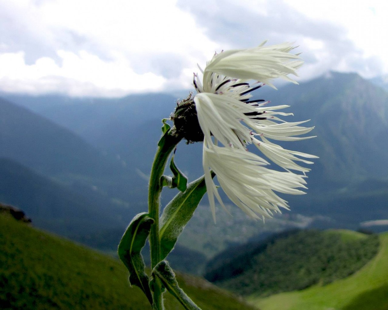 Горный цветок обои