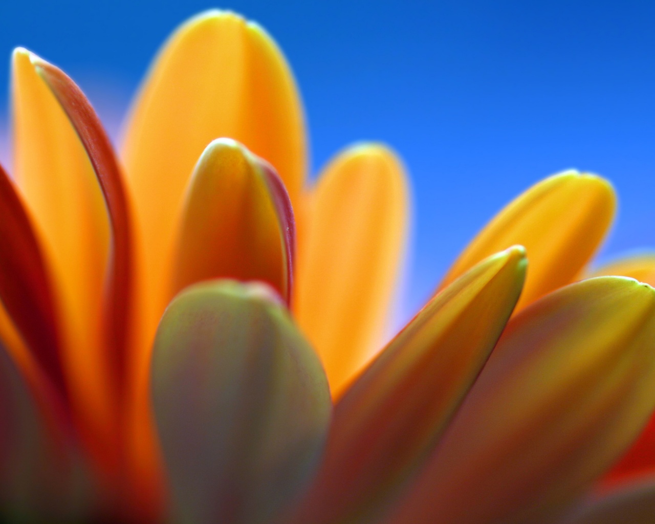 Лепестки хризантемы обои