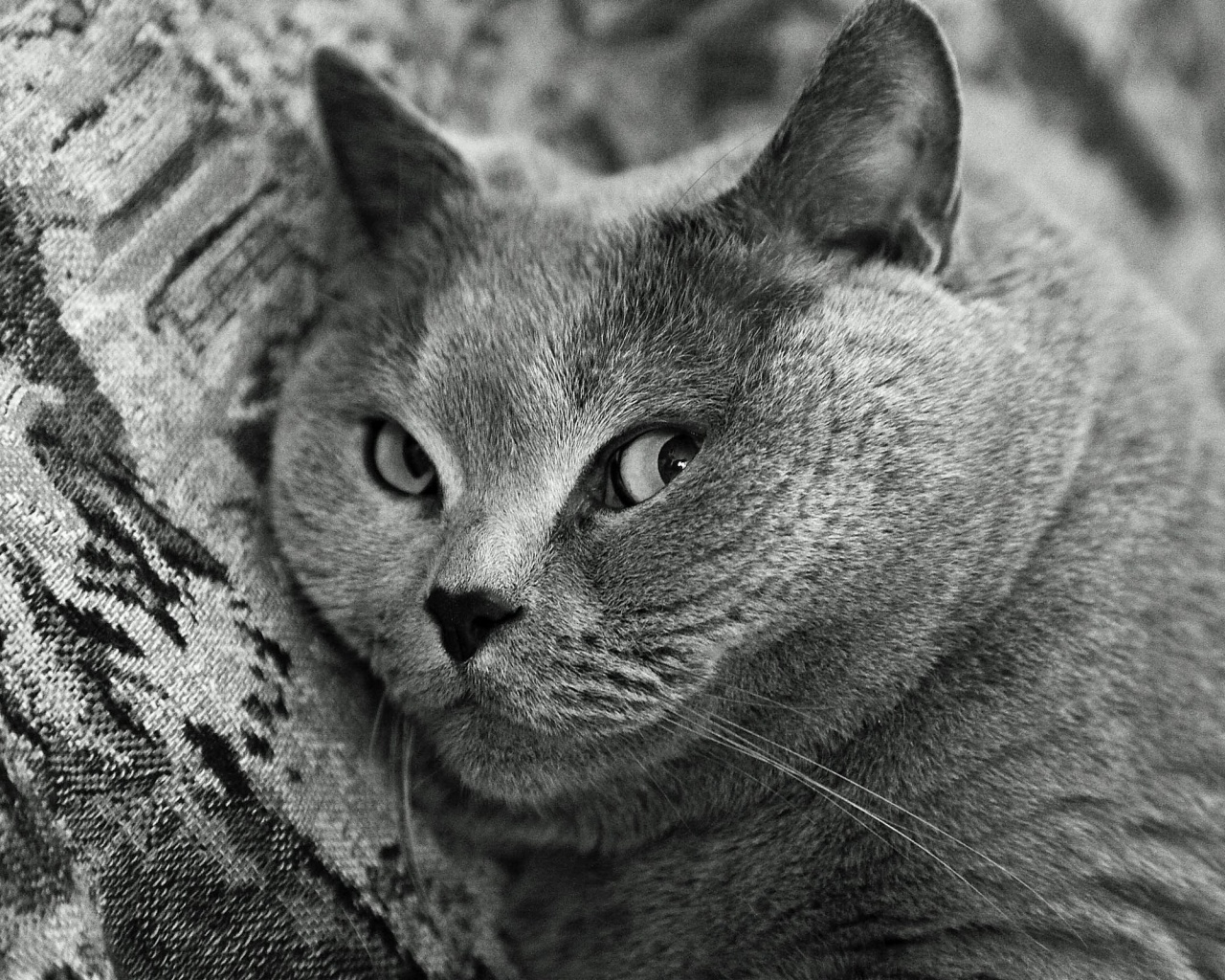 Щекастый британский котик обои