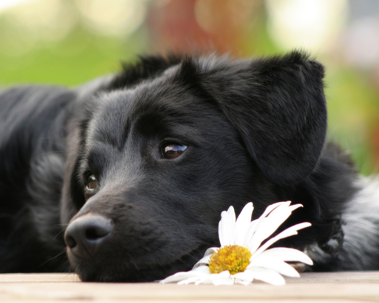 Собака с ромашкой обои