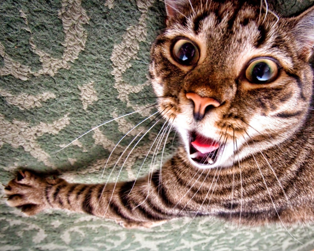 Спалившийся на ковре кошак обои