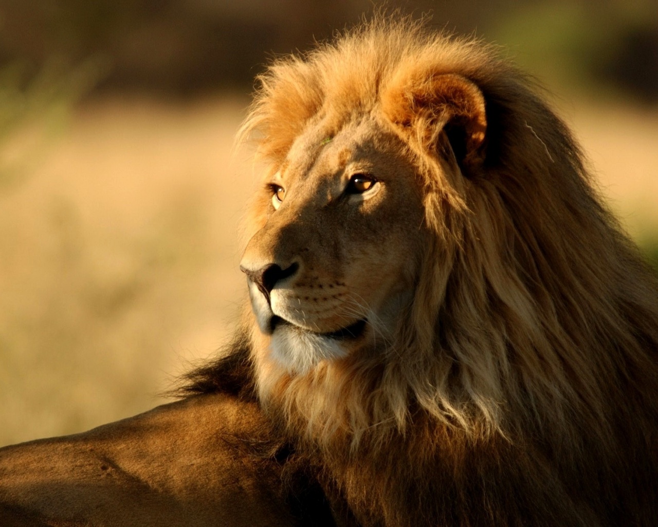 Царь зверей обои