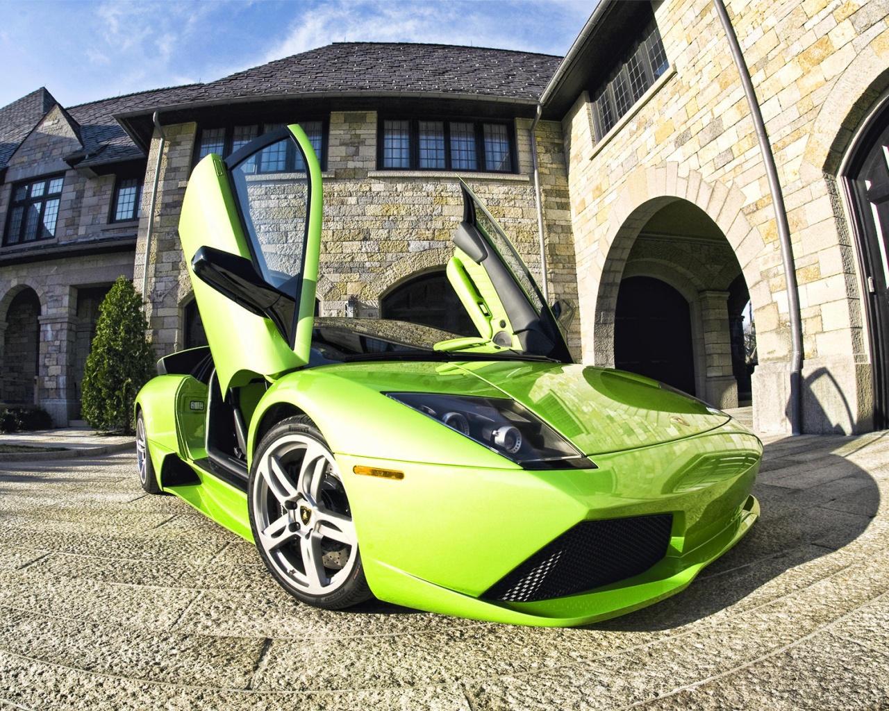 Зеленая ламба обои