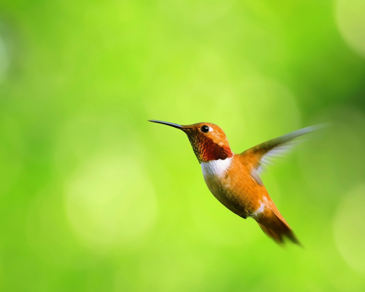 Маленькая колибри обои