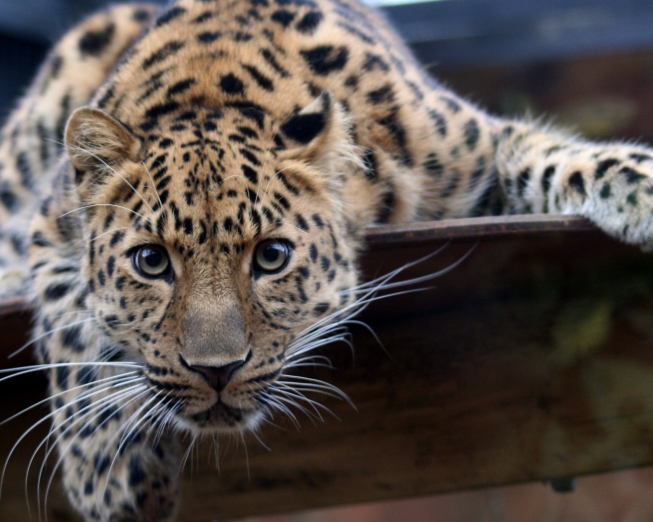 Леопард в зоопарке обои