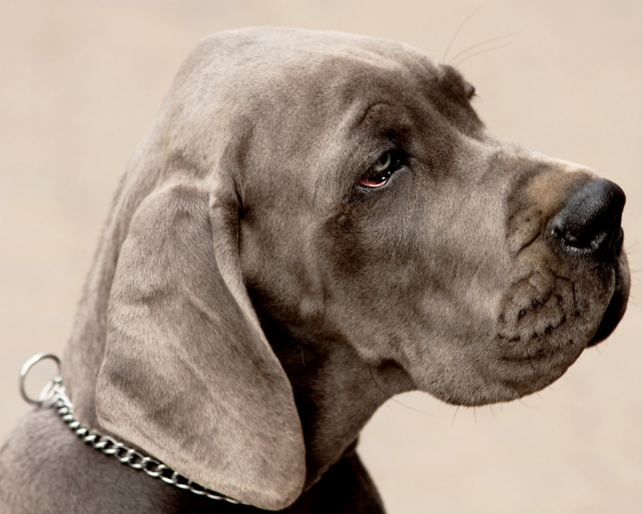 Грустная собака обои