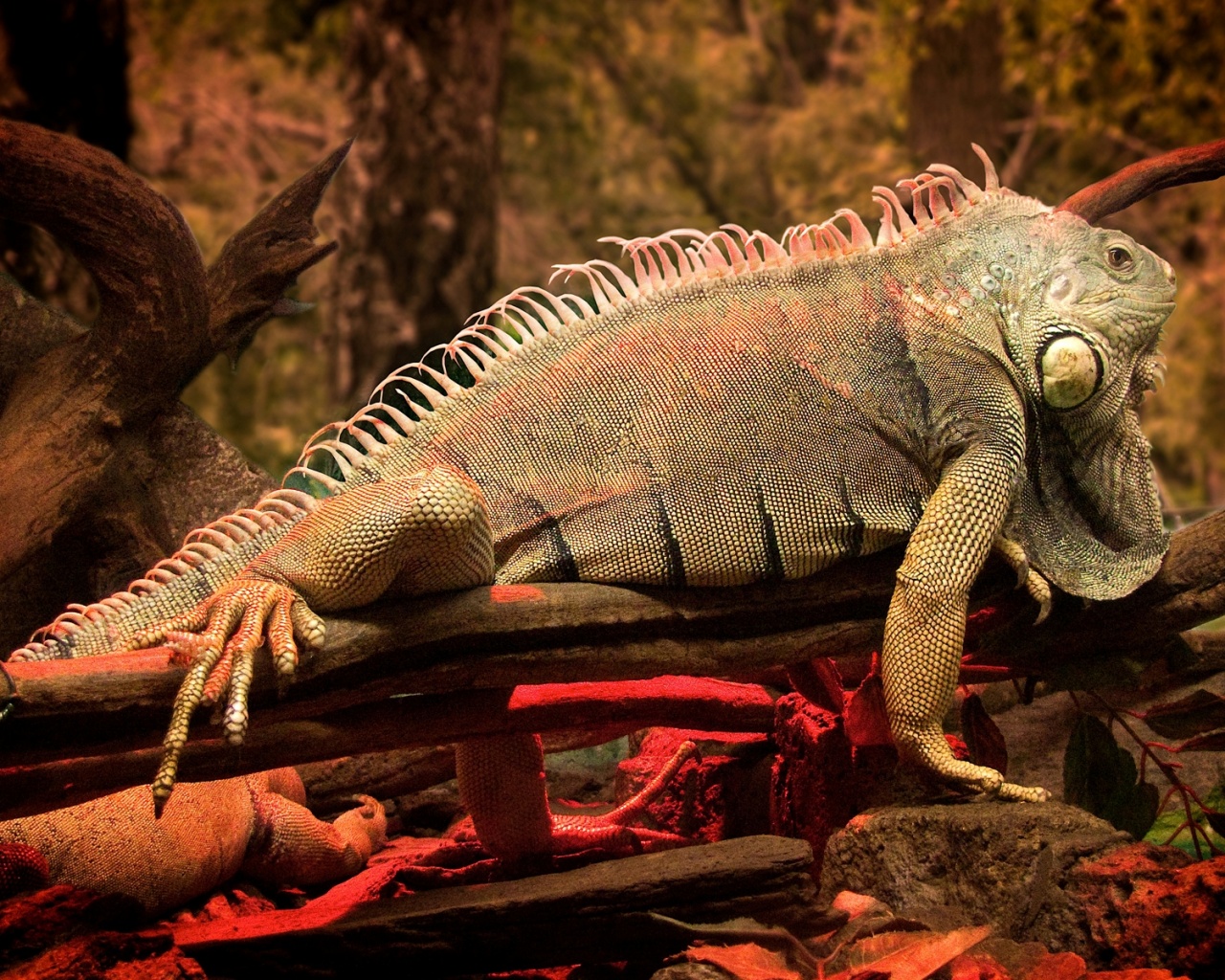 Большая игуана обои
