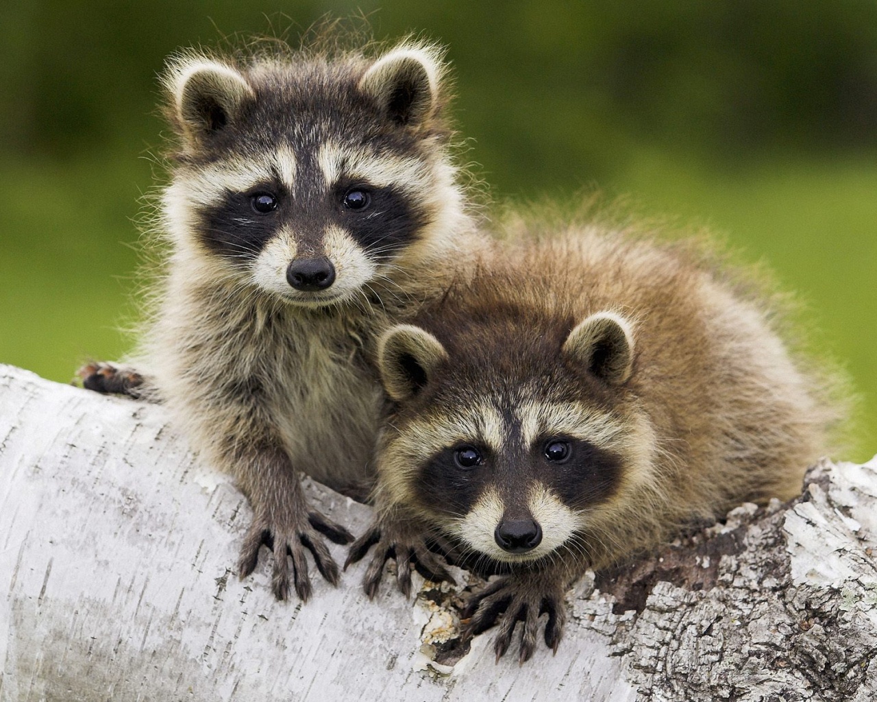 Полосатики обои