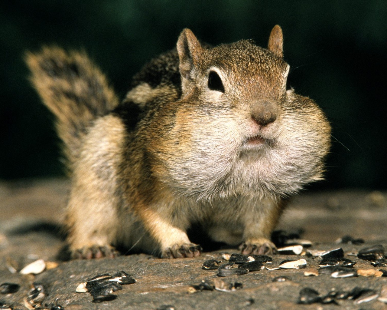 Не жадный, а бережливый обои