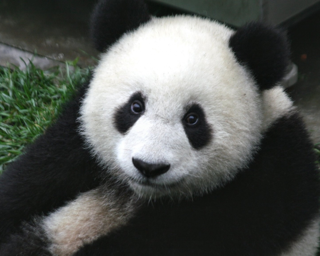 Взгляд.. обои