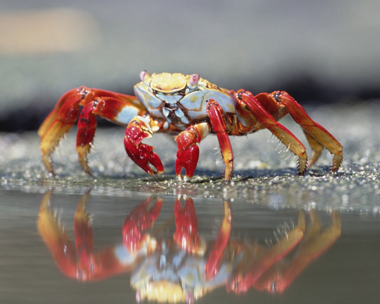 Краб обои