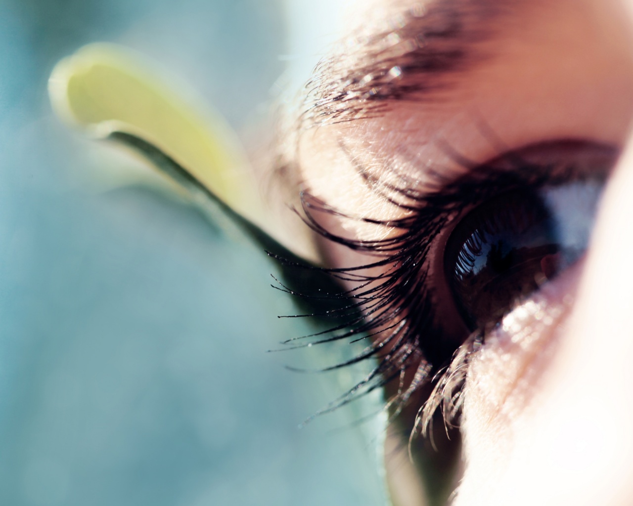 Взгляд обои