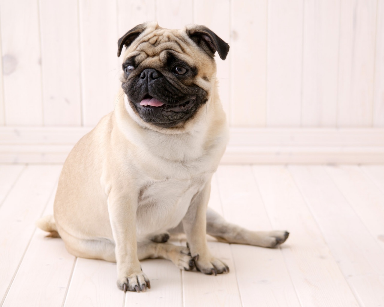 Симпатичный мопс на полу обои