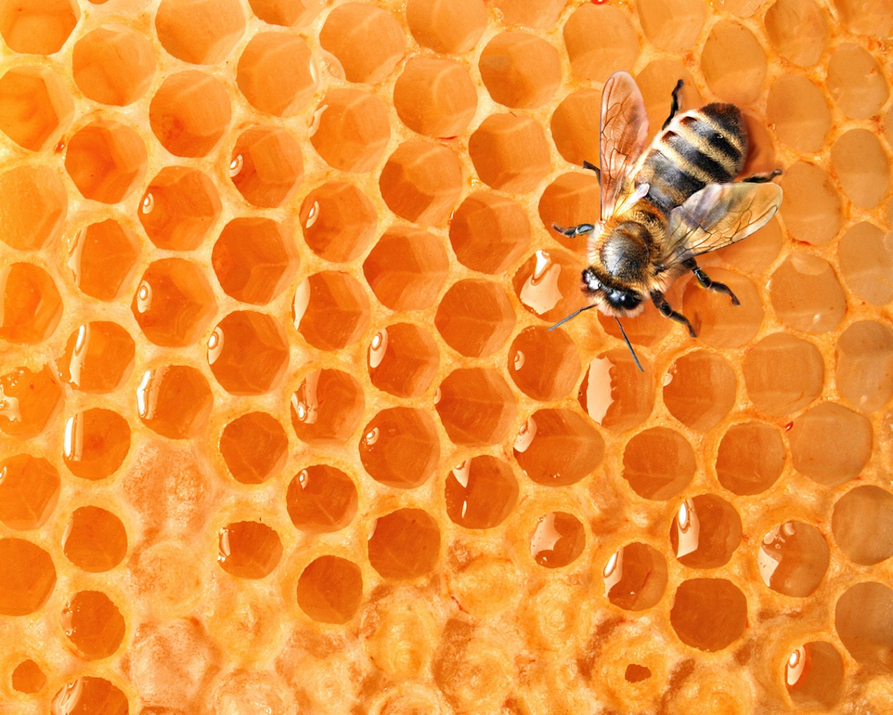 Пчела на сотах с медом обои