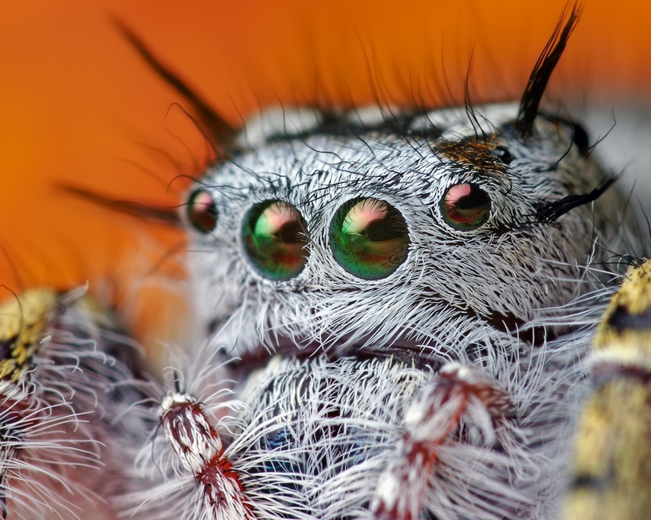 Паук в макро обои