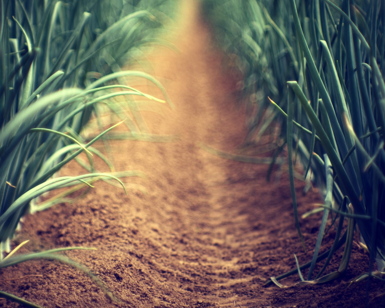 Тропинка в траве обои