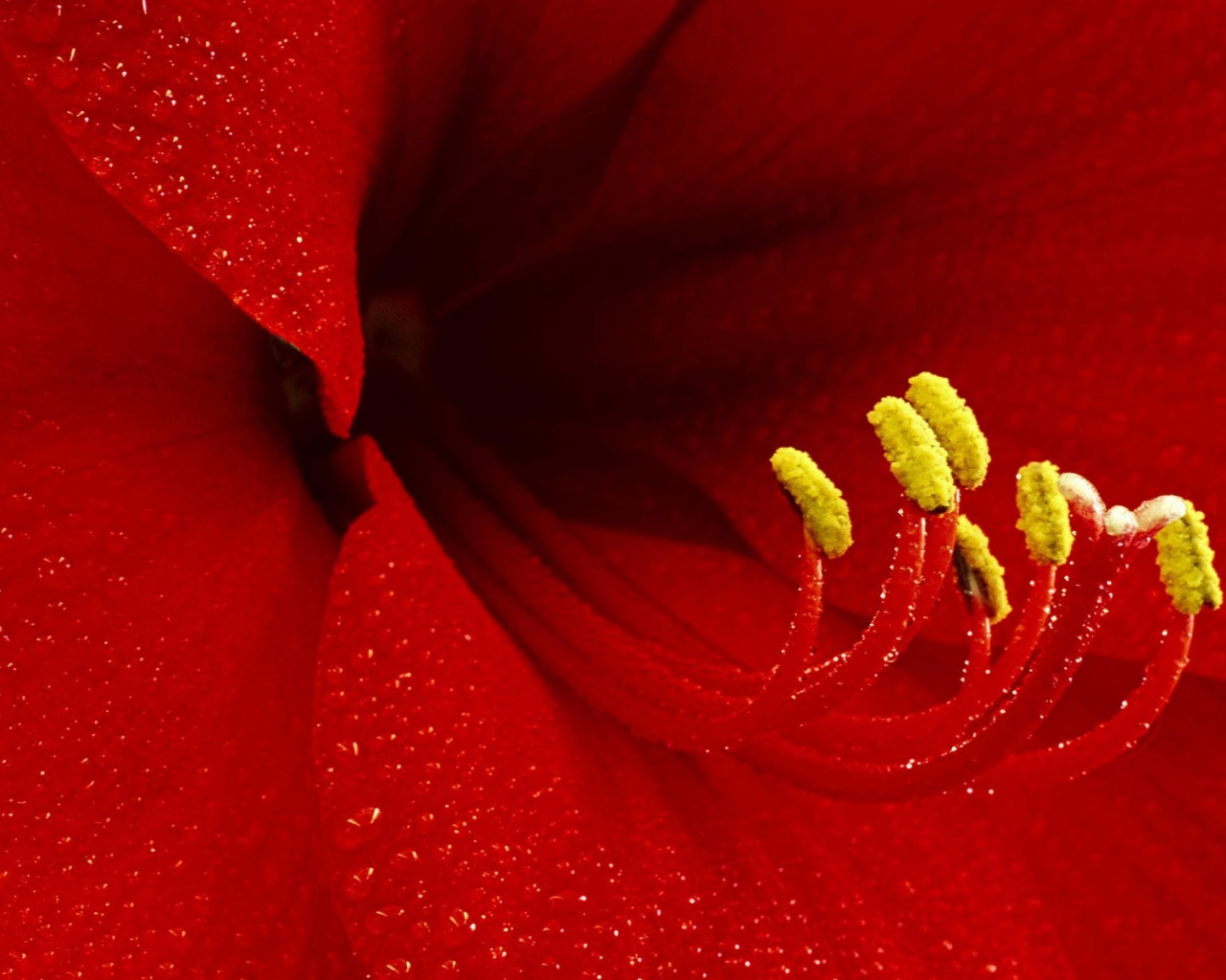 Красная манящая лилия обои