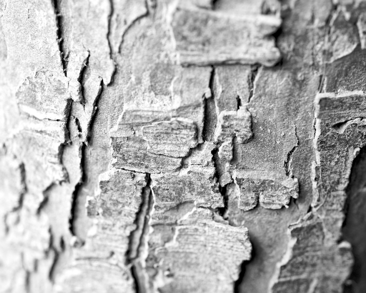 Белая кора обои