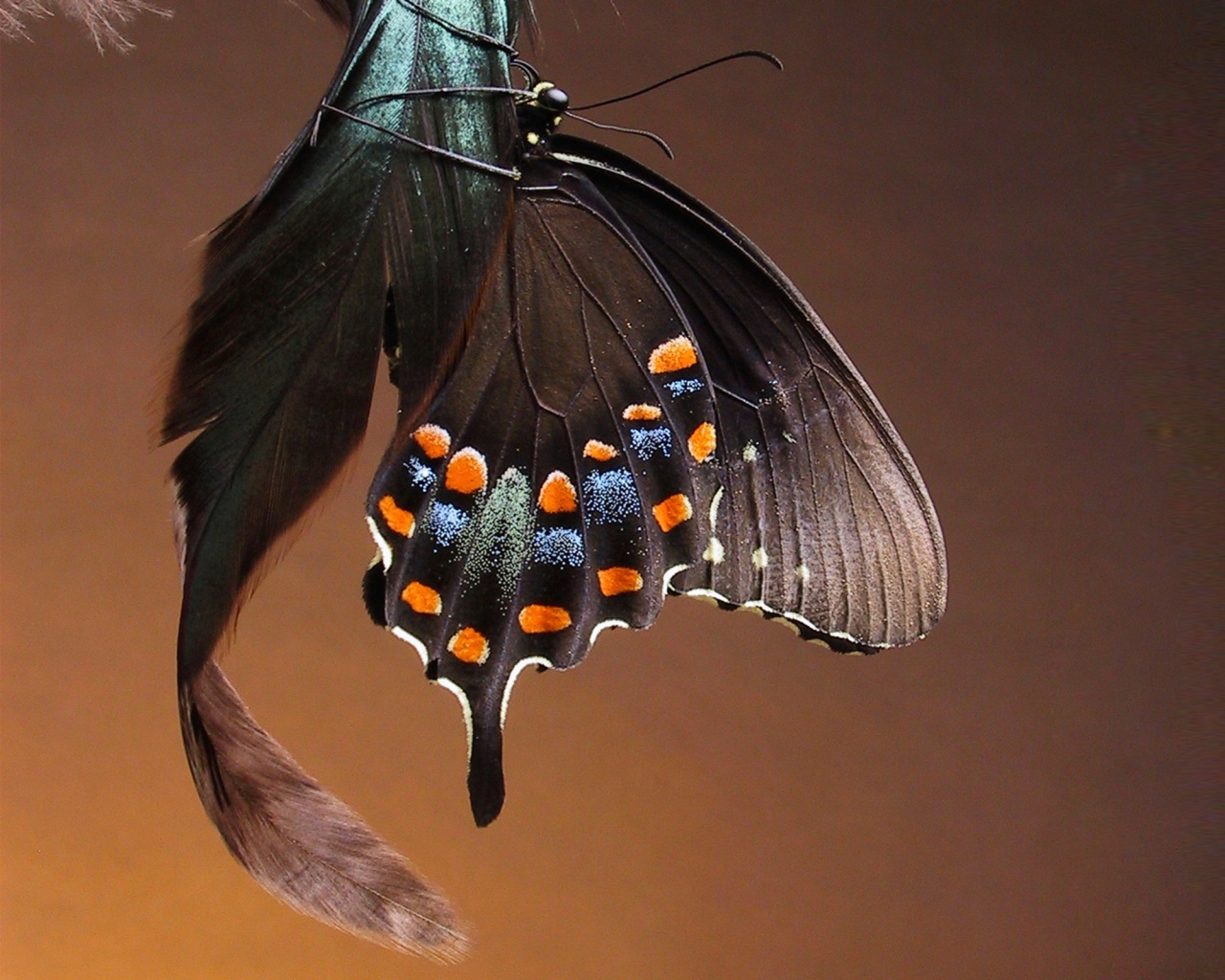 Красивая бабочка обои