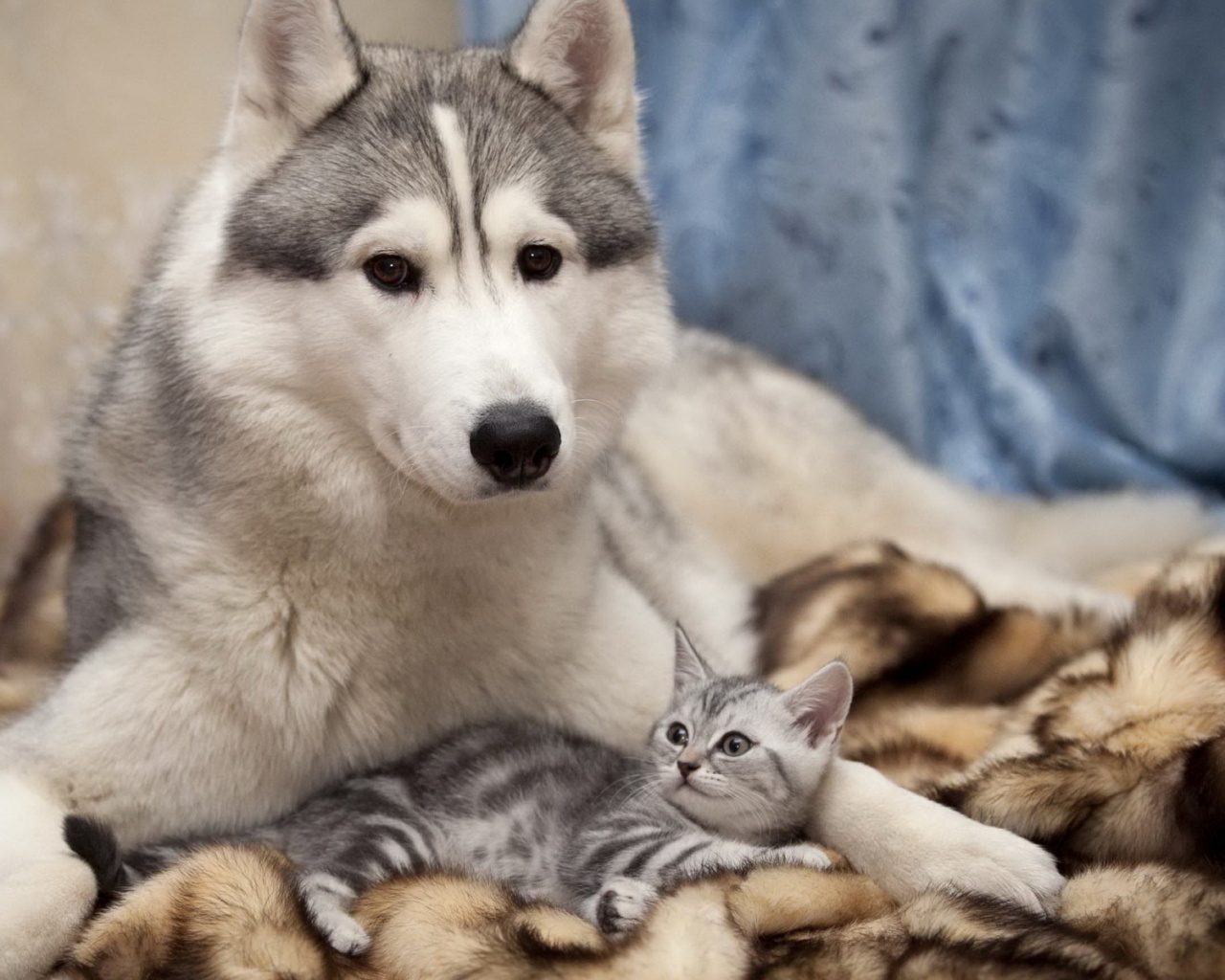 Собака и котенок обои