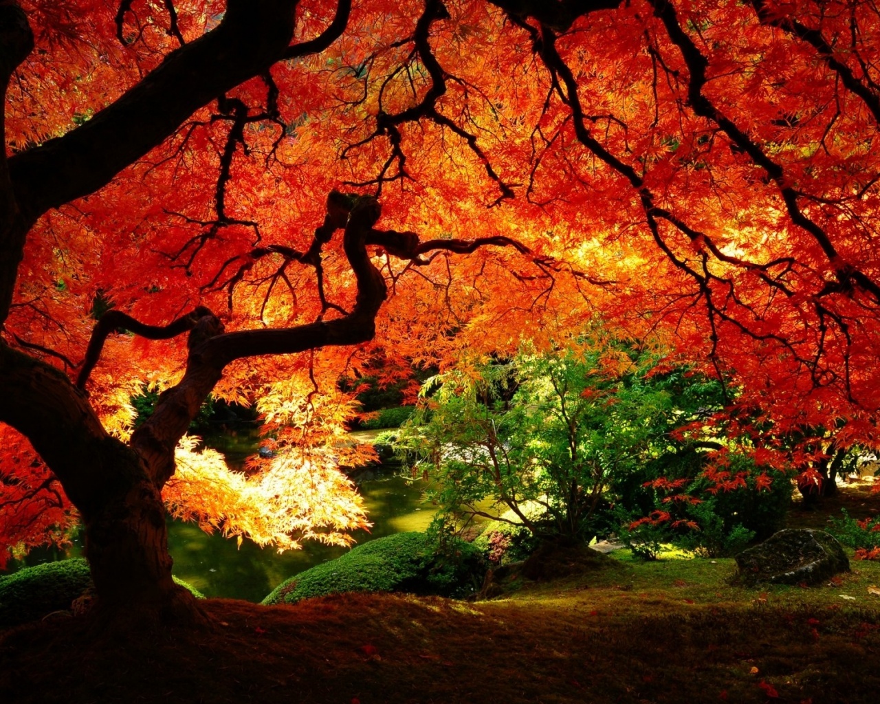 Под оранжевой кроной обои