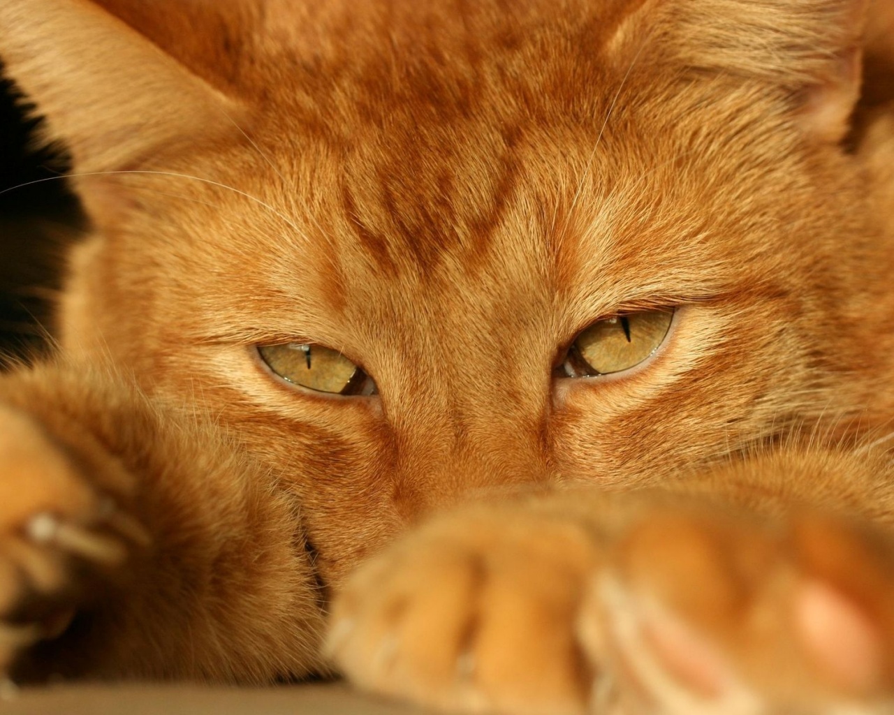 Рыжий котяра обои