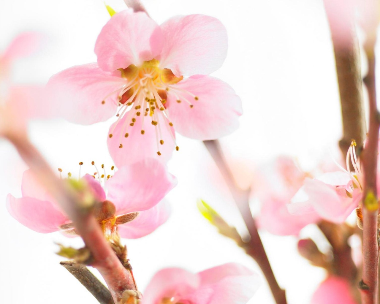 Нежные розовые цветы обои