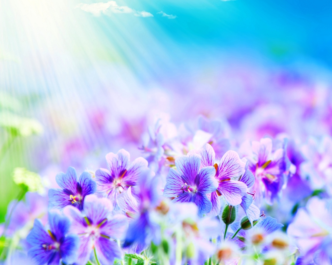 Цветочки обои