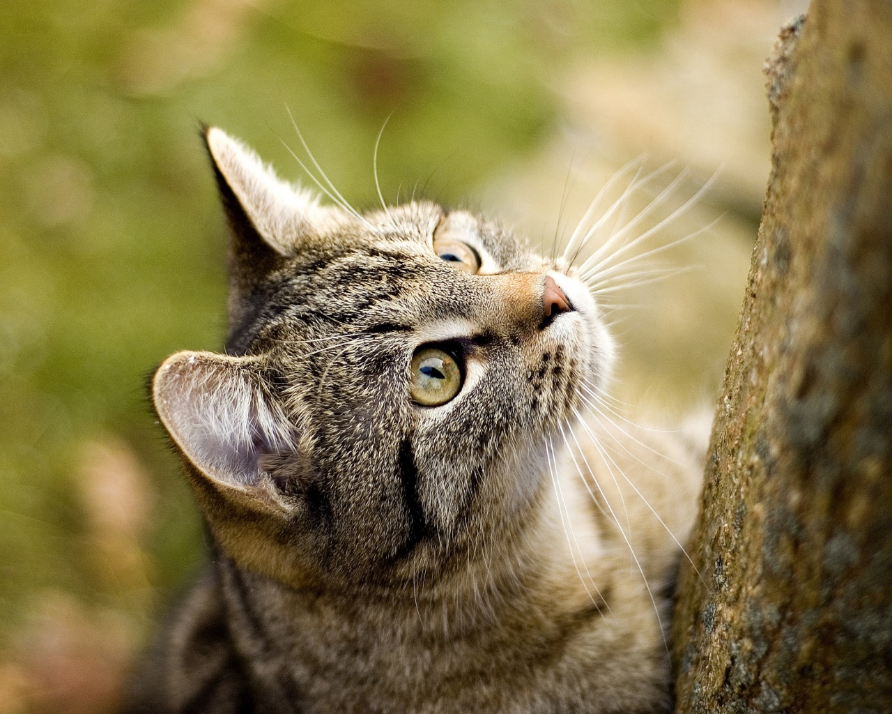 Кошак на дереве обои