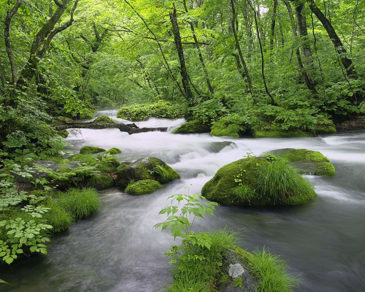 Лесная река обои