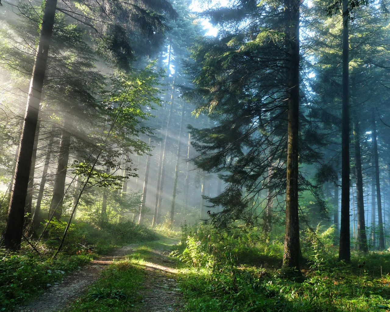 Тропа в лесу обои