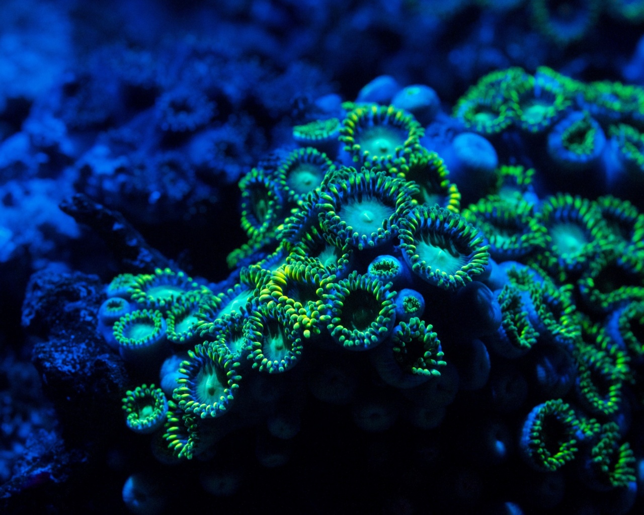 Морское дно обои