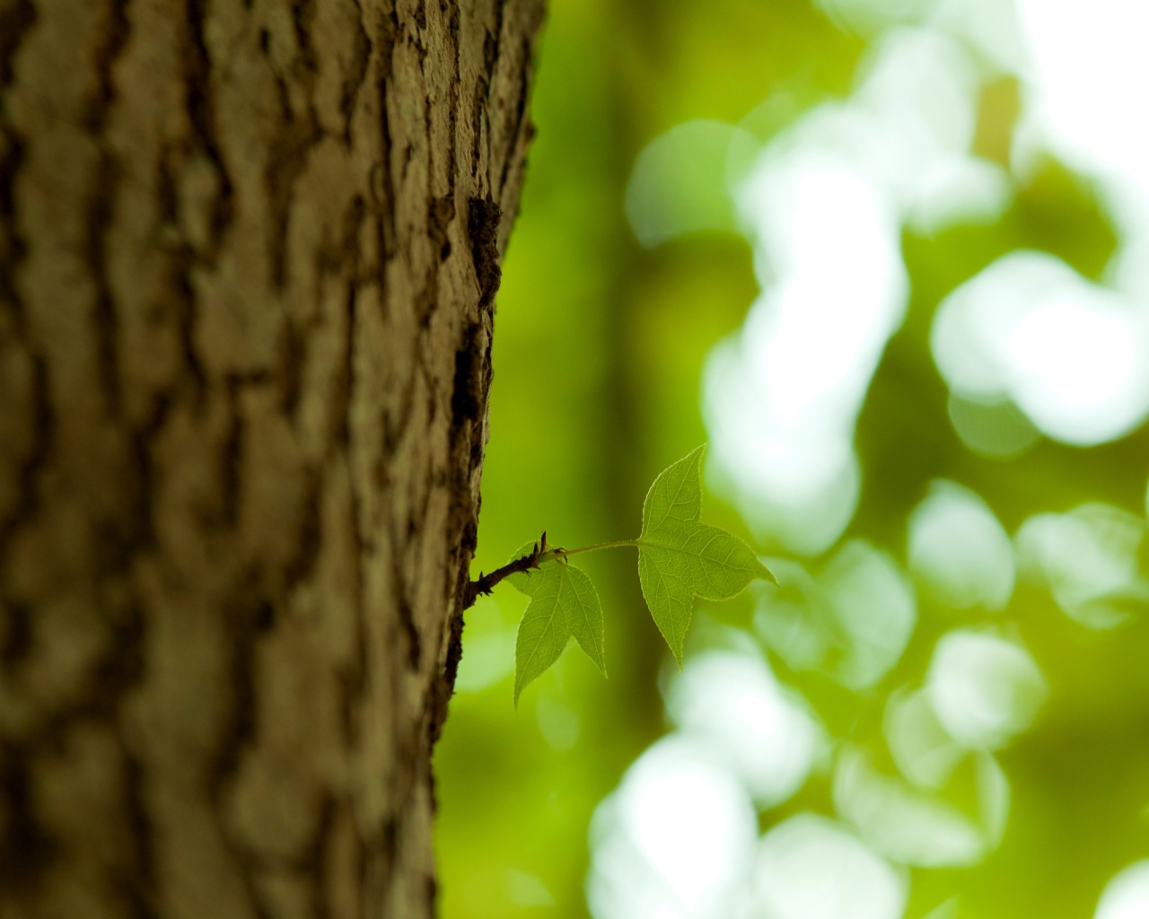 Листок на стволе дерева обои